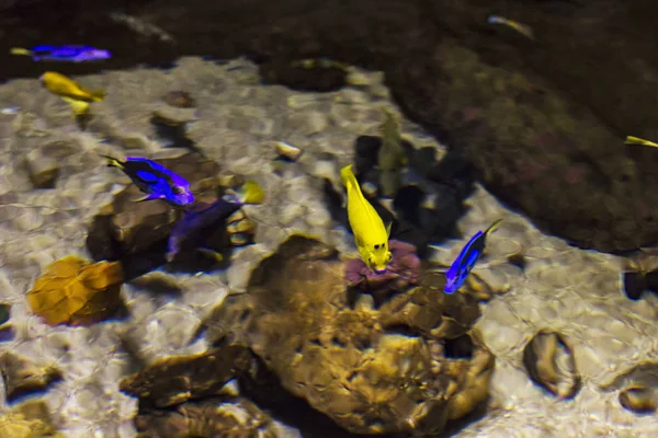 明亮的鱼（蓝色和黄色）在水族馆游泳 — 图库照片