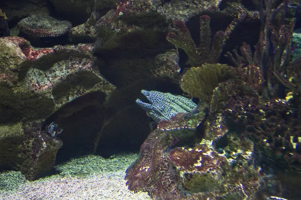 Fläckig muräna på djupet av oceanarium — Stockfoto