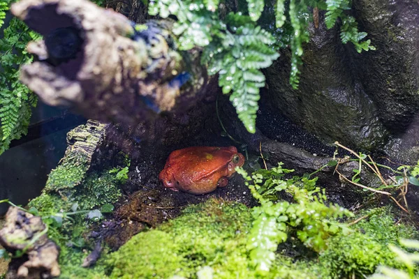 Rajčatová Žabka se schovává v trávě. Oceanarium Stock Obrázky