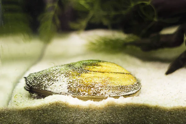 En sluten musselskal ligger på sanden i akvariet. Stockbild