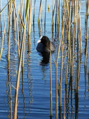 Yetişkin bir Avrasya yaban ördeği (Fulica atra), bilinen adıyla yaban ördeği, sudaki çimenlerin arasında yüzer.