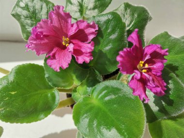 Pencere kenarında bir tencerede pembe menekşe