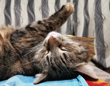 Sırtüstü uzanmış sevimli kedi. Komik görünüyor.