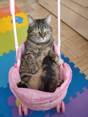 Çizgili kahverengi kedi pembe oyuncak bebek arabasında oturuyor.