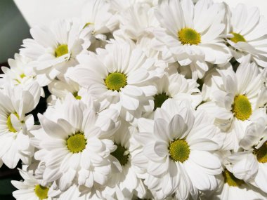 Pencerenin üzerinde bir buket beyaz kasımpatı duruyor. Yakın plan..