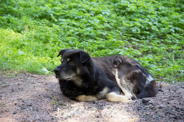 Street dog lies on a path near the grass. Dog guards the park