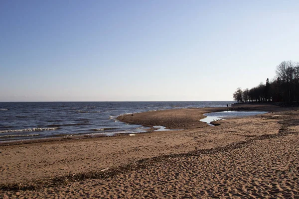 Sandy Huntsman Finského Zálivu Komarovu — Stock fotografie