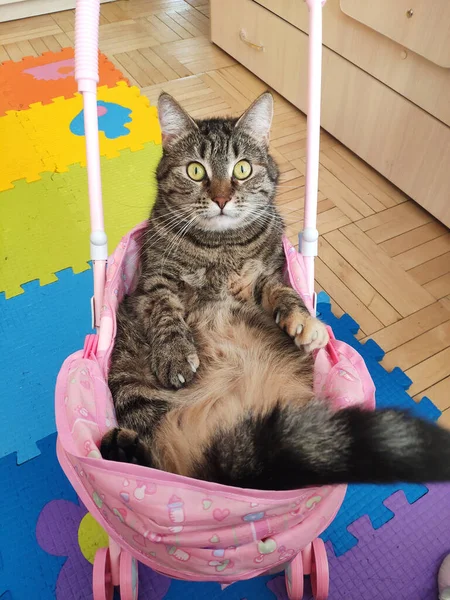 Gestreifte Braune Katze Sitzt Rosa Kinderwagen — Stockfoto