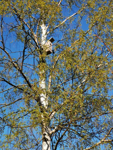 Talo Linnuille Koivulla Puinen Linnunpönttö Asennettu Puuhun — kuvapankkivalokuva