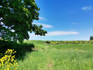 Sarı çiçekli, ağaçlı ve mavi gökyüzü