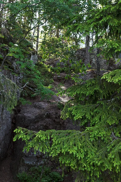 Branches Sapins Verts Sur Fond Pierres Énormes — Photo