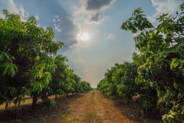 Mango bahçesinin güzel güneş ışığıyla manzarası.