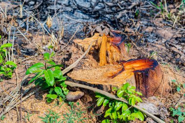 Ormanda kesilen ağaçlar sadece kütük bırakır.