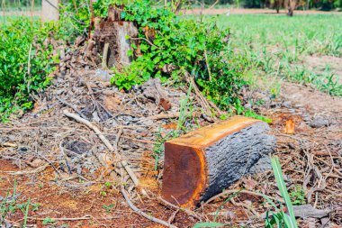 Ormandaki kütükler kesilip tahtalara işleniyor..