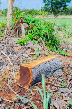 Ormandaki kütükler kesilip tahtalara işleniyor..