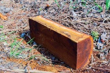 Ormandaki kütükler kesilip tahtalara işleniyor..