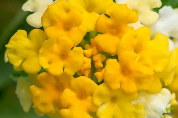 Lantana, yaban adaçayı. altın çiçek kumaştan.