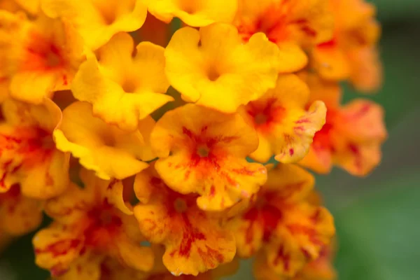 Lantana, yaban adaçayı. altın çiçek kumaştan.