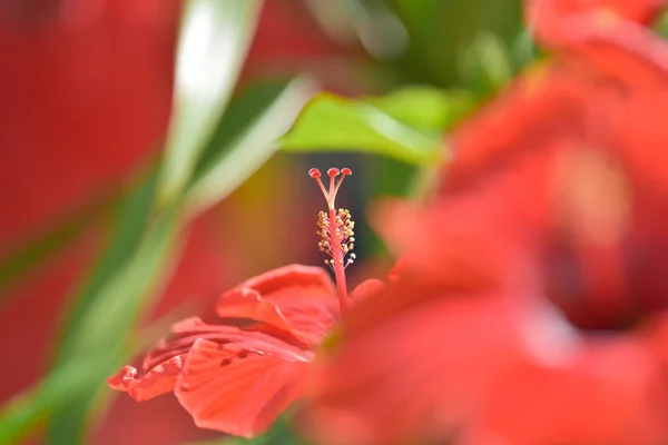 Kırmızı makro hibiscus çiçek 