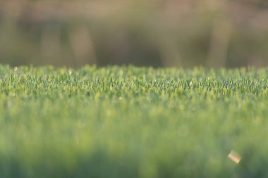 Güneş ışığı ile çim çimen