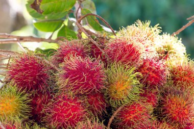Tatlı Rambutan yaprak arka plan ile.