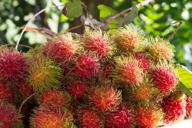Tatlı Rambutan yaprak arka plan ile.
