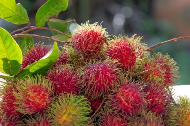 Tatlı Rambutan yaprak arka plan ile.
