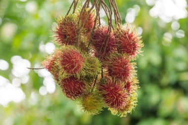 Tatlı Rambutan yaprak arka plan ile.