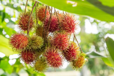 Tatlı Rambutan yaprak arka plan ile.