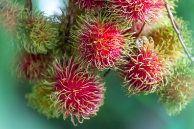 Tatlı Rambutan yaprak arka plan ile.