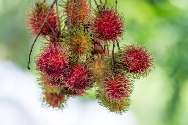 Tatlı Rambutan yaprak arka plan ile.