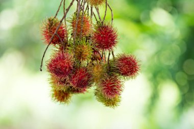 Tatlı Rambutan yaprak arka plan ile.