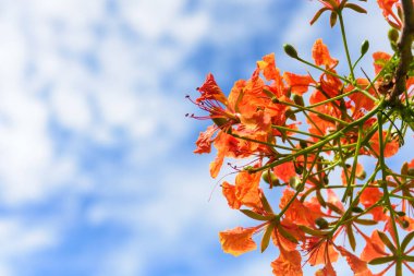 Portakal çiçeği guppy çiçeklenme.