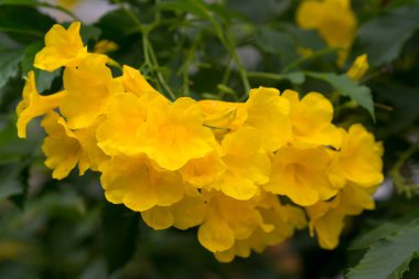 Açan Sarı Zil, Sarı Yaşlı, Trompet Sarmaşığı.