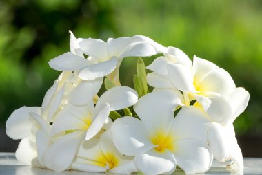 Beyaz ağaç doğa, frangipani tropikal folwers çiçek açan Plumeria.