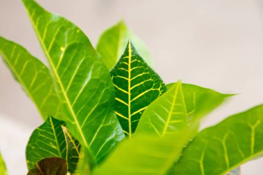 Yakın doğa görüntüsü güneş altında genç yeşil yaprak, yeşil doğa arka plan.