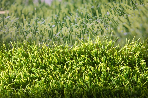 阳光草坪草 — 图库照片