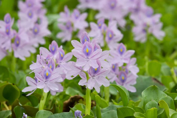 Wasserhyazinthe Eichhornia Crassipes — Stockfoto