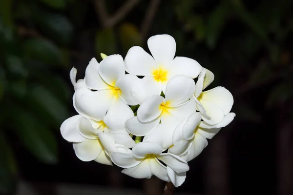 Белая Plumeria Цветет Дереве Природе Frangipani Тропических Фолверы — стоковое фото