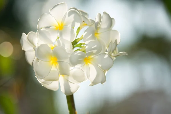 Белая Plumeria Цветет Дереве Природе Frangipani Тропических Фолверы — стоковое фото