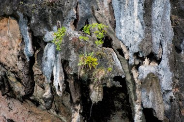 Bazı ağaç türlerinin kalker tepe üzerinde büyüyebilir.