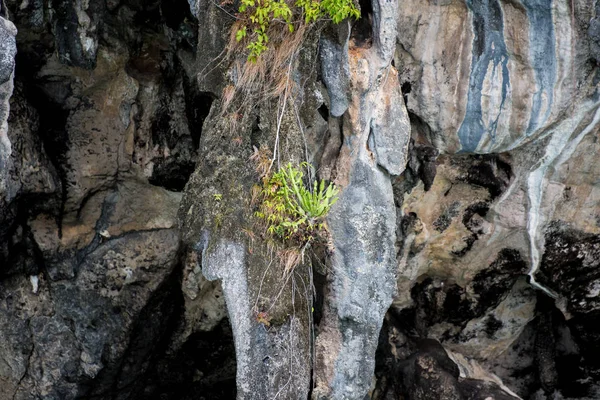 いくつかの木の種は 石灰岩の丘に育てることができます — ストック写真