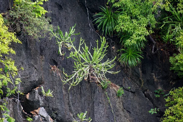 Alcune Specie Arboree Possono Crescere Colline Calcaree — Foto Stock