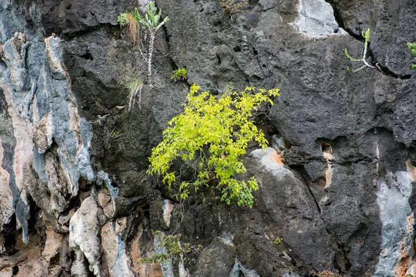 Alcune Specie Arboree Possono Crescere Colline Calcaree — Foto Stock