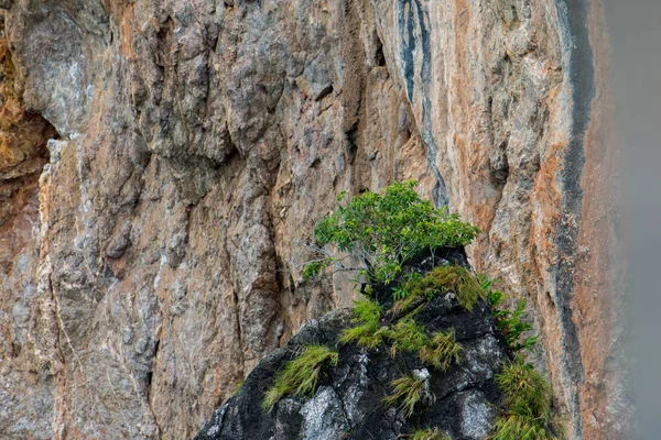 いくつかの木の種は 石灰岩の丘に育てることができます — ストック写真