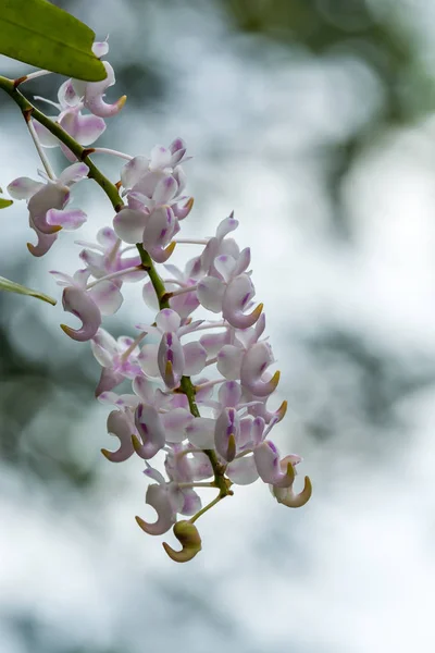 Орхидея Розового Цвета — стоковое фото