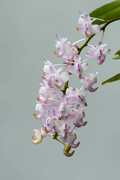 Schöne Orchidee Rosa Der Natur — Stockfoto