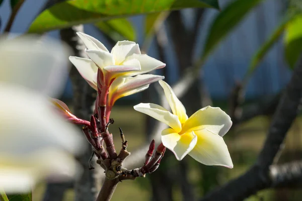 White Plumeria blooming in nature — ストック写真