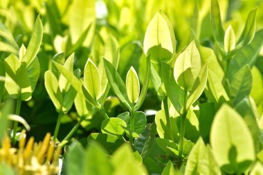 Yakından, yeşil yapraklı güneş ışığı altında yeşil bir yaprak görünüyor.