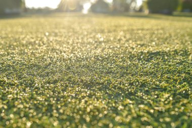 Suni çim arka planı güneş ışığı altında